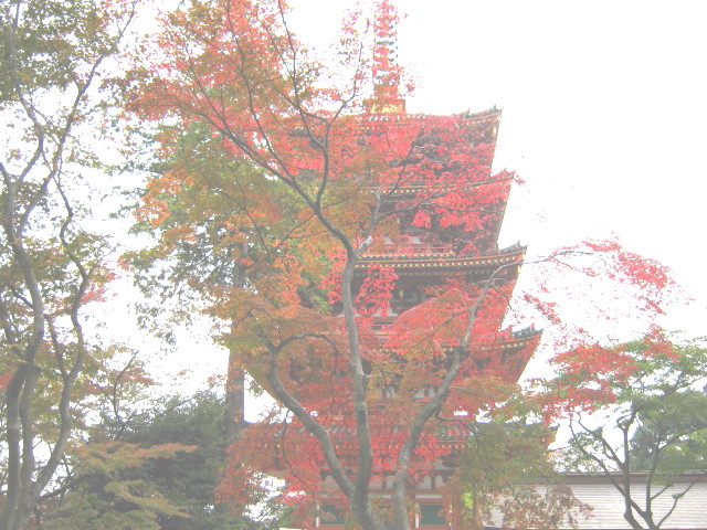 散策 続き 高幡不動菊まつり みにゅ みーにゅ