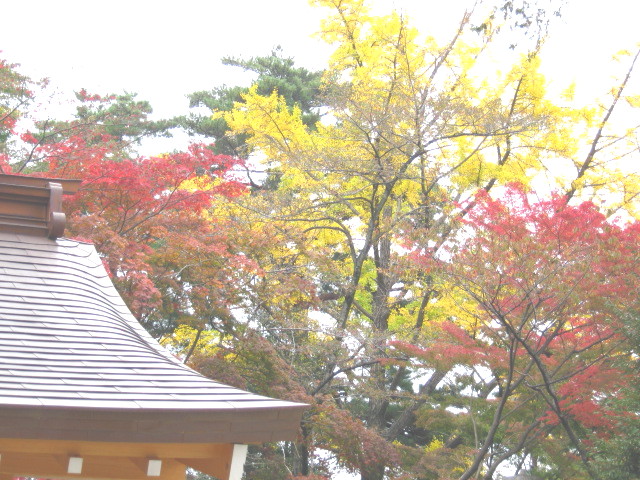 散策 続き 高幡不動菊まつり みにゅ みーにゅ