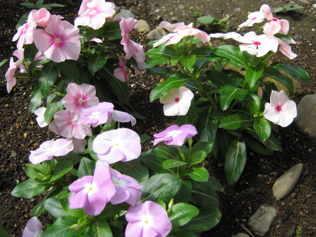 趣味 ニチニチソウを花壇植え みにゅ みーにゅ