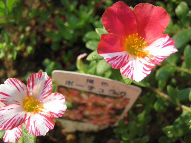 趣味 ポーチュラカ挿し芽成功 みにゅ みーにゅ