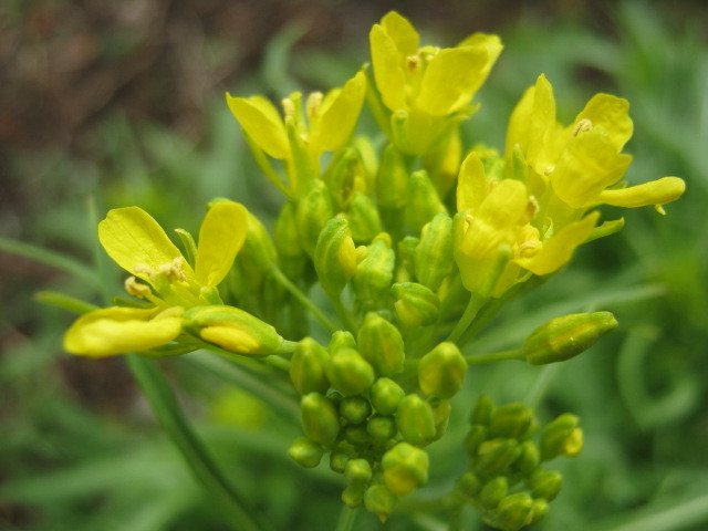 趣味 水菜 ミズナ の花 みにゅ みーにゅ