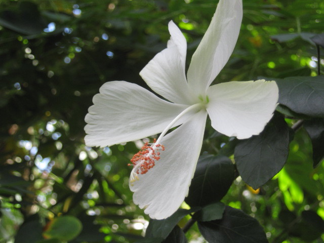 散策 神代植物公園大温室６ みにゅ みーにゅ