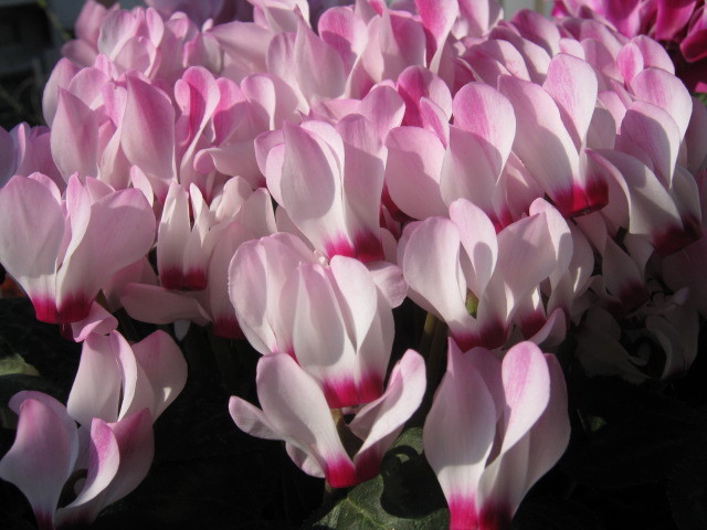 趣味】変わったGシクラメン購入。: みにゅ・みーにゅ♪