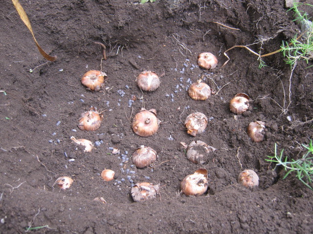 趣味 グラジオラス球根植え みにゅ みーにゅ